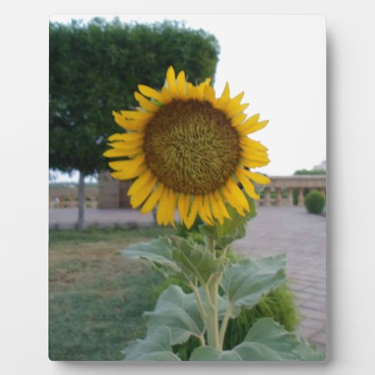 Sunflower Art Print Product aanpassen Fotoplaat (Voorkant)