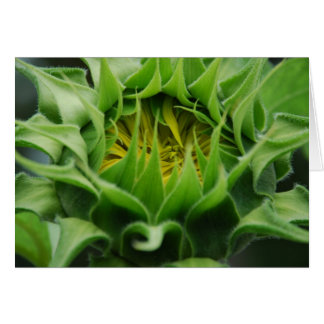 Sunflower Awakens-kaart