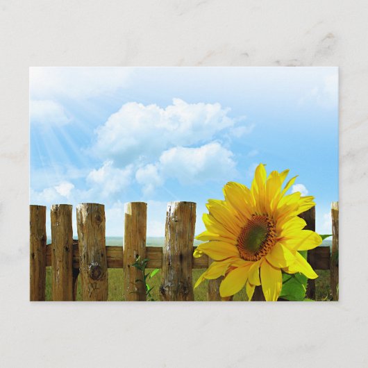 Sunflower Beauty Briefkaart (Voorkant)