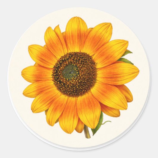 Sunflower Bloom Small Round Garden Flower Sticker (Voorkant)