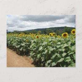 Sunflower Boerderij New Jersey Briefkaart
