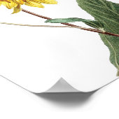 Sunflower Botanical Illustration Floral Poster (Hoek)