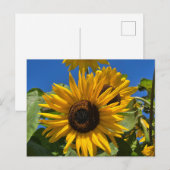 Sunflower Briefkaart (Voorkant / Achterkant)