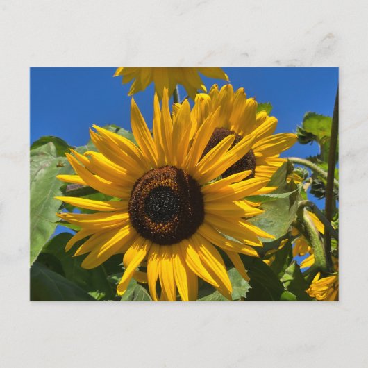 Sunflower Briefkaart (Voorkant)