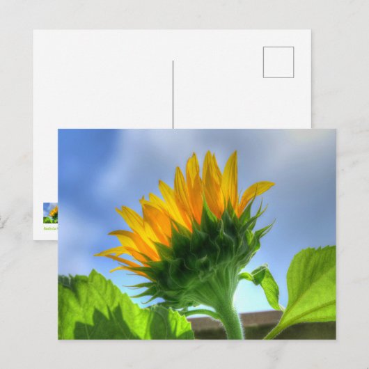 Sunflower Briefkaart (Voorkant / Achterkant)