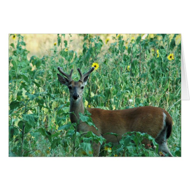Sunflower Buck (Voorkant Horizontaal)