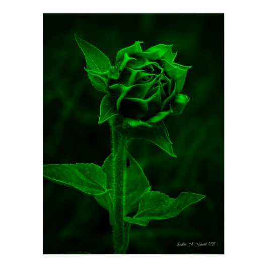 "Sunflower Bud" Perfect Poster (Voorkant)