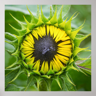 Sunflower Bud Poster