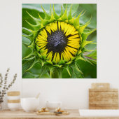 Sunflower Bud Poster (Keuken)