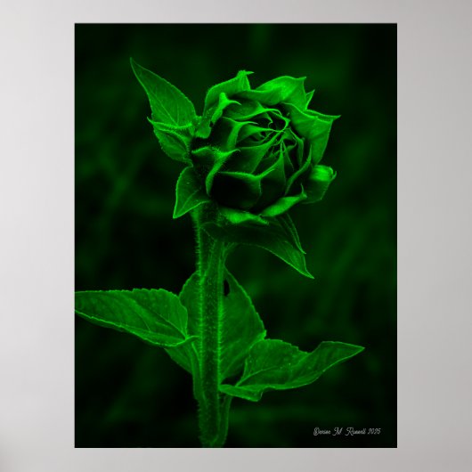 "Sunflower Bud"  Poster (Voorkant)