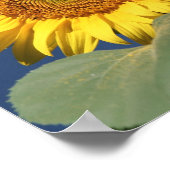Sunflower Canvas Poster (Hoek)