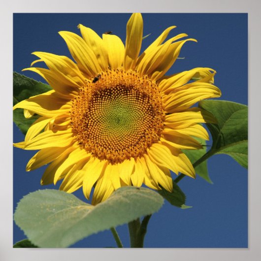 Sunflower Canvas Poster (Voorkant)