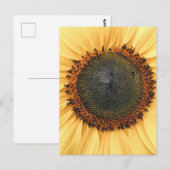Sunflower Close-up Foto Briefkaart (Voorkant / Achterkant)
