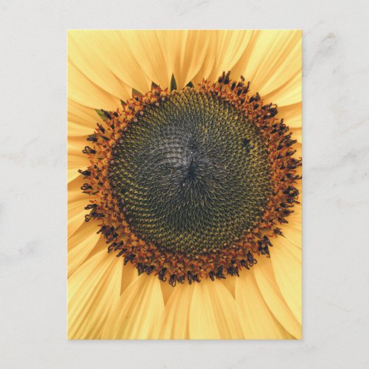 Sunflower Close-up Foto Briefkaart (Voorkant)