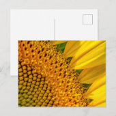 Sunflower Close-up Foto Briefkaart (Voorkant / Achterkant)