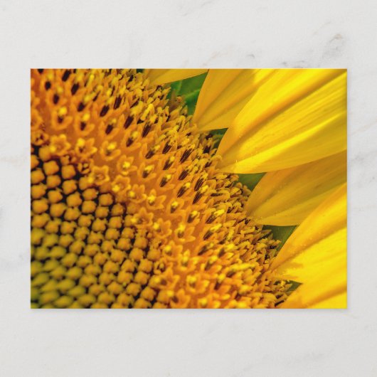 Sunflower Close-up Foto Briefkaart (Voorkant)