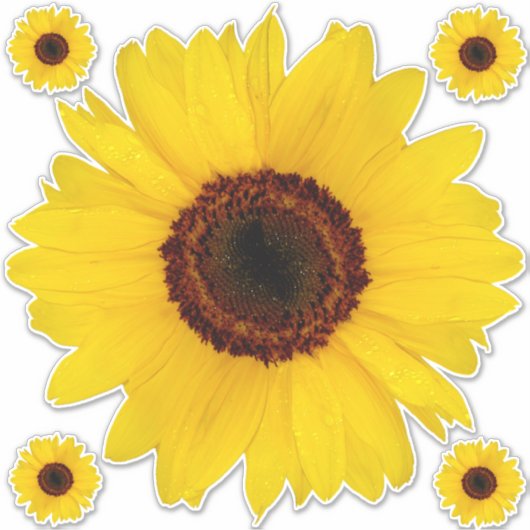 Sunflower Contour Sticker Bonus (Voorkant)