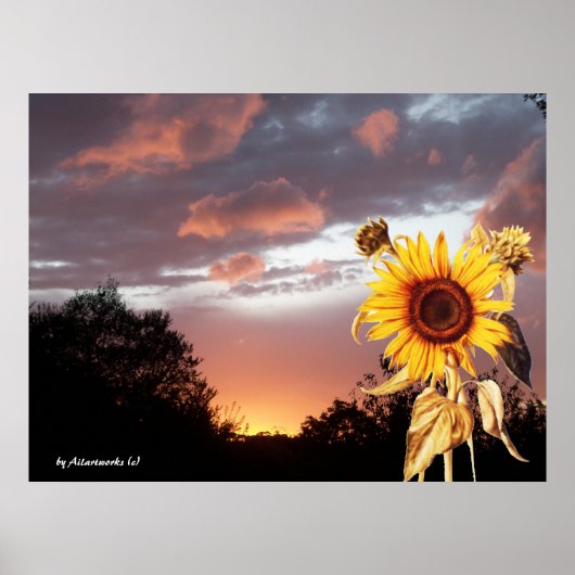 SUNFLOWER EN PINK SUMMER SUNSET POSTER (Voorkant)