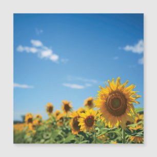 Sunflower field