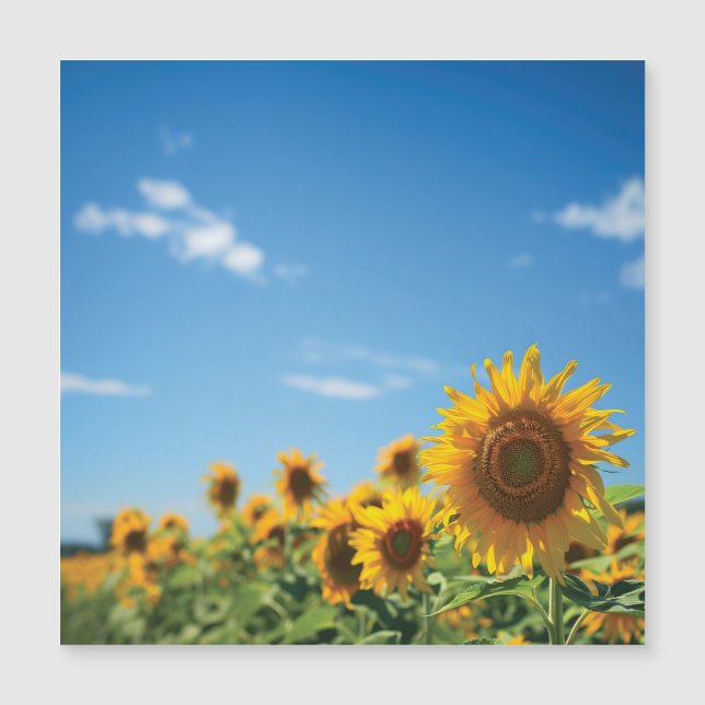 Sunflower field (Voorkant)