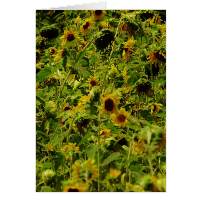 Sunflower field (Voorkant)