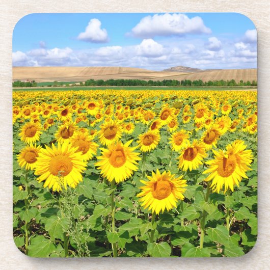 Sunflower field bier onderzetter (Voorkant)