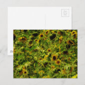Sunflower field briefkaart (Voorkant / Achterkant)