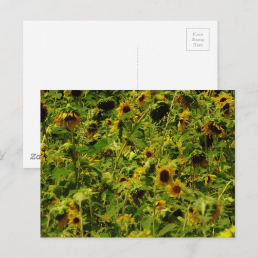 Sunflower field briefkaart (Voorkant / Achterkant)