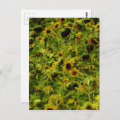 Sunflower field briefkaart (Voorkant / Achterkant)