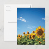 Sunflower field briefkaart (Voorkant / Achterkant)