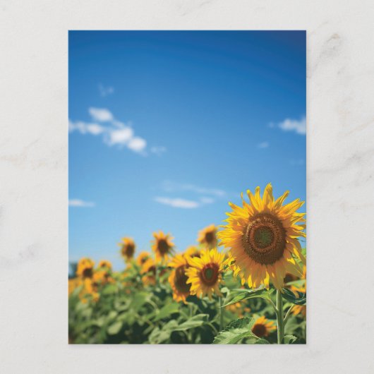 Sunflower field briefkaart (Voorkant)