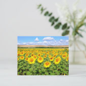Sunflower field briefkaart (Staand voorkant)