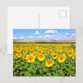 Sunflower field briefkaart (Voorkant / Achterkant)