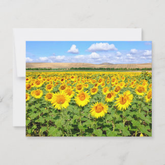 Sunflower field briefkaart