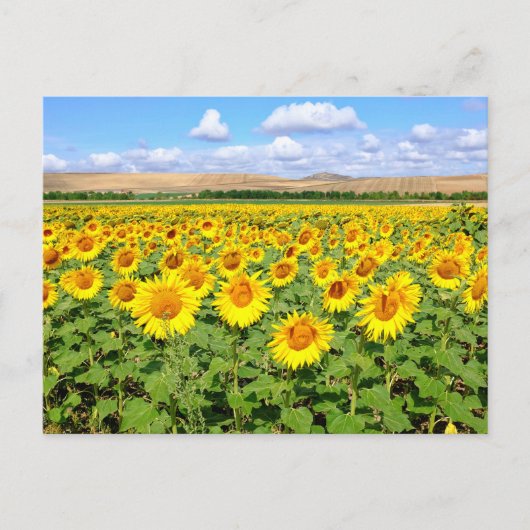 Sunflower field briefkaart (Voorkant)