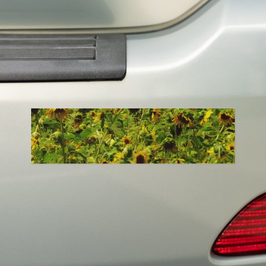 Sunflower field bumpersticker (Op auto)