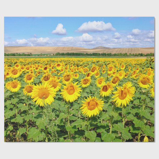 Sunflower field cadeaupapier (Vlak)