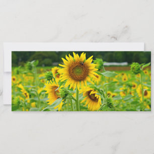Sunflower field feestdagenkaart