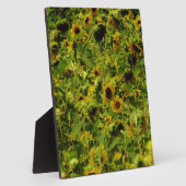 Sunflower field fotoplaat (Zijkant)