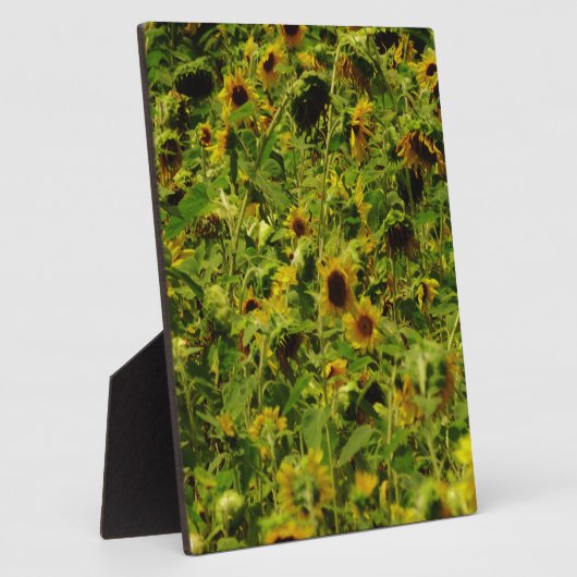 Sunflower field fotoplaat (Zijkant)