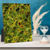 Sunflower field fotoplaat (Zijkant)
