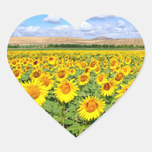 Sunflower field hart sticker