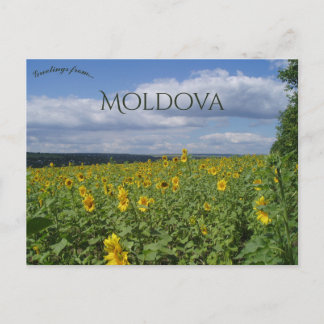 Sunflower Field in Moldova Briefkaart