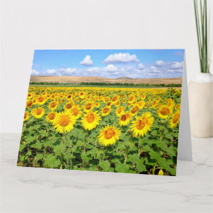 Sunflower field kaart