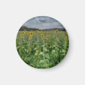 "Sunflower Field" Magnet (Voorkant)