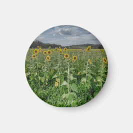 "Sunflower Field" Magnet