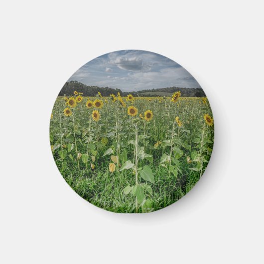 "Sunflower Field" Magnet (Voorkant)