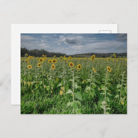 "Sunflower Field" Photo Postcard Briefkaart (Voorkant / Achterkant)