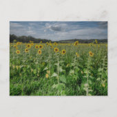 "Sunflower Field" Photo Postcard Briefkaart (Voorkant)