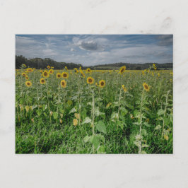 "Sunflower Field" Photo Postcard Briefkaart